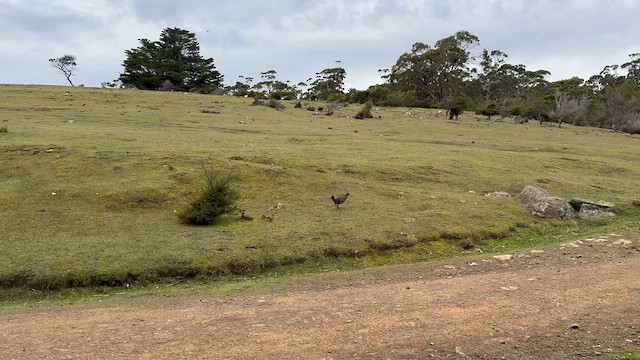 Gallineta de Tasmania - ML643897487