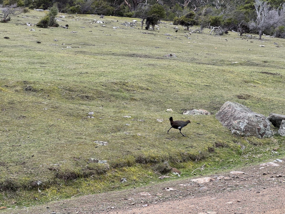 Tasmanian Nativehen - ML643897488