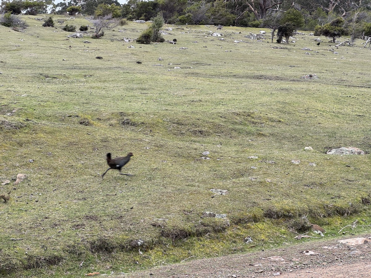 Tasmanian Nativehen - ML643897489