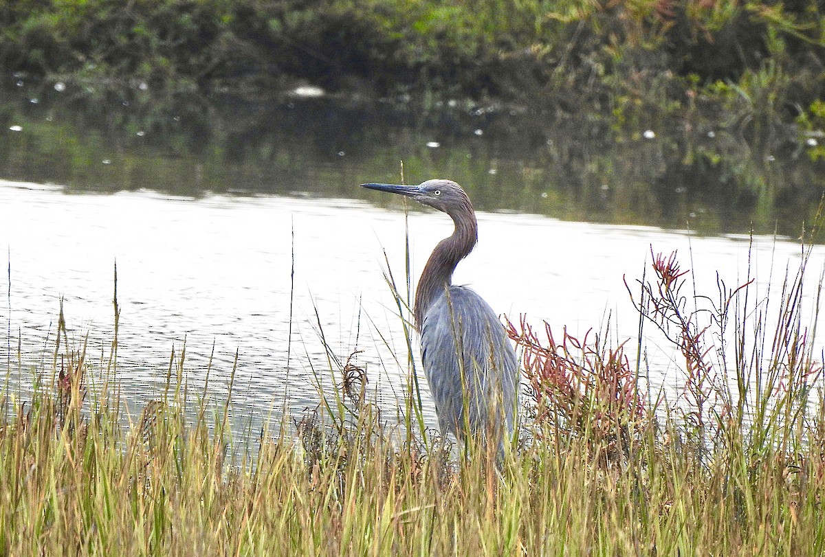 Reddish Egret - ML643897494