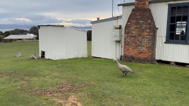 Cape Barren Goose - ML643897502