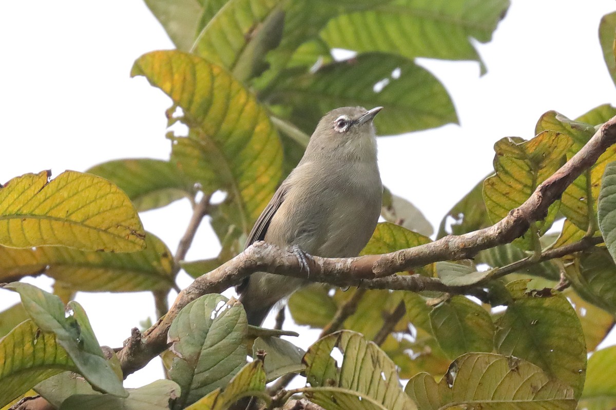 Seychelles White-eye - ML643897506