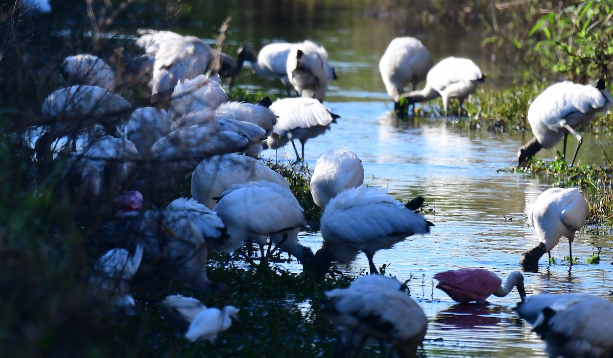 amerikastork - ML643897507