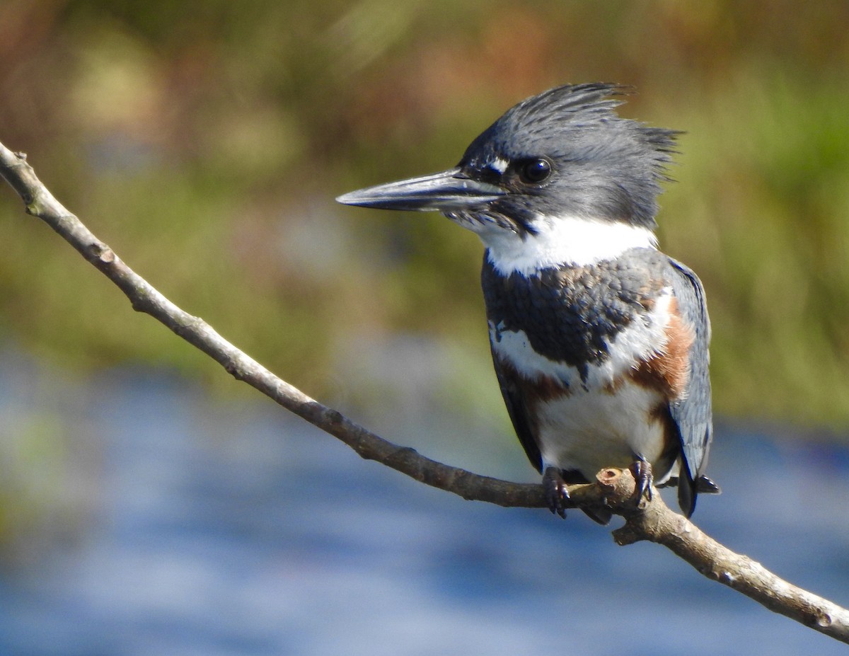 Belted Kingfisher - ML643897513