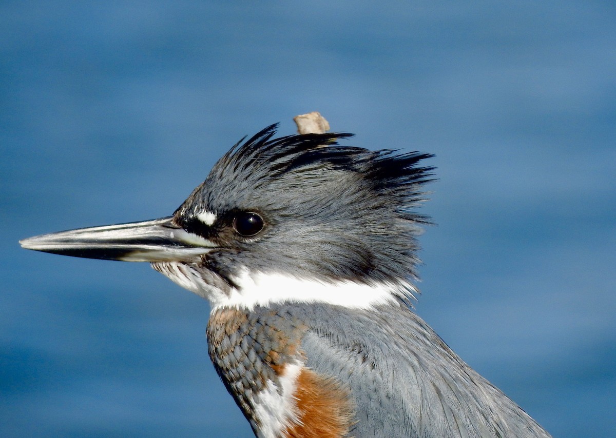 Belted Kingfisher - ML643897514