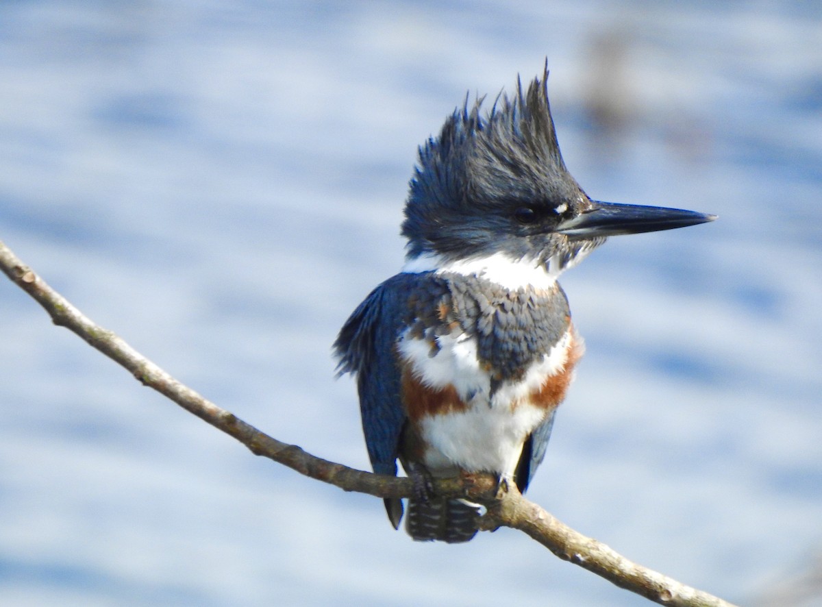Belted Kingfisher - ML643897515