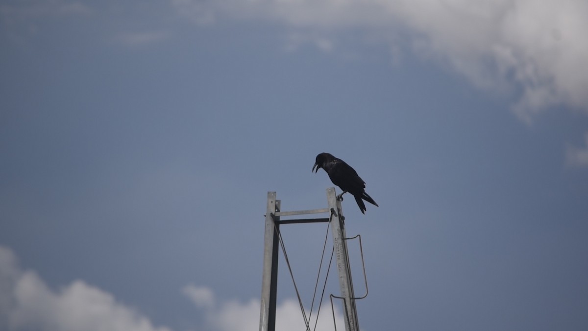Corbeau à cou blanc - ML643897531