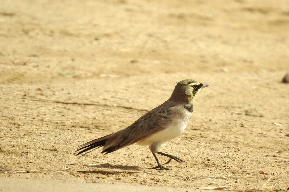 Horned Lark - ML643897532