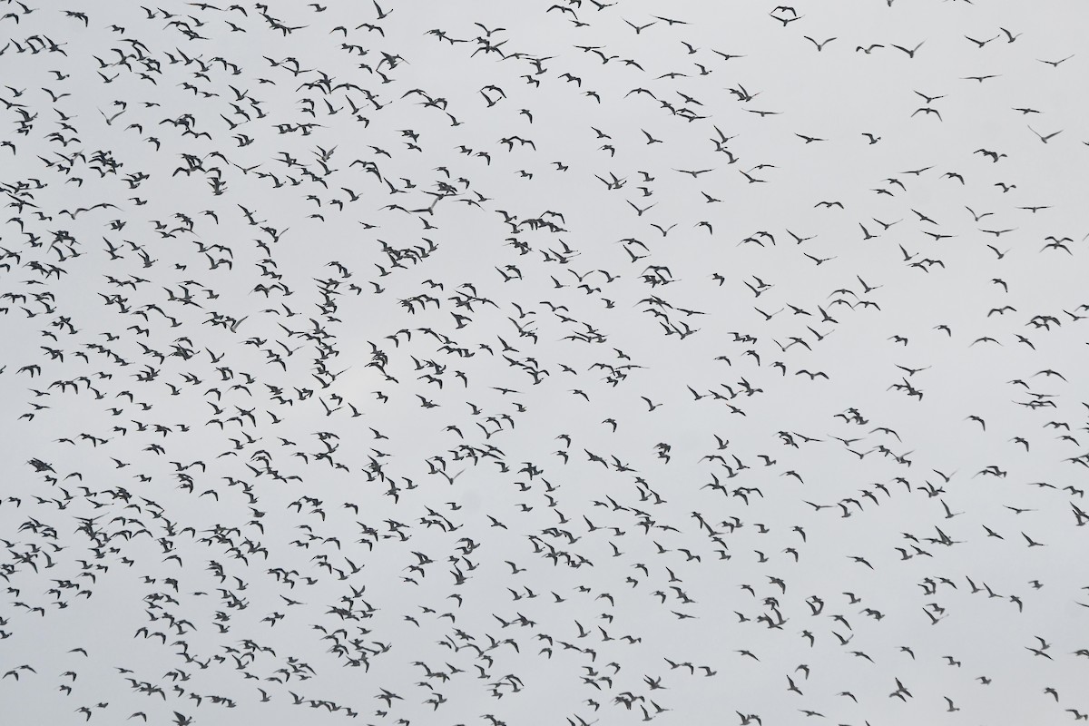 Franklin's Gull - ML643897558