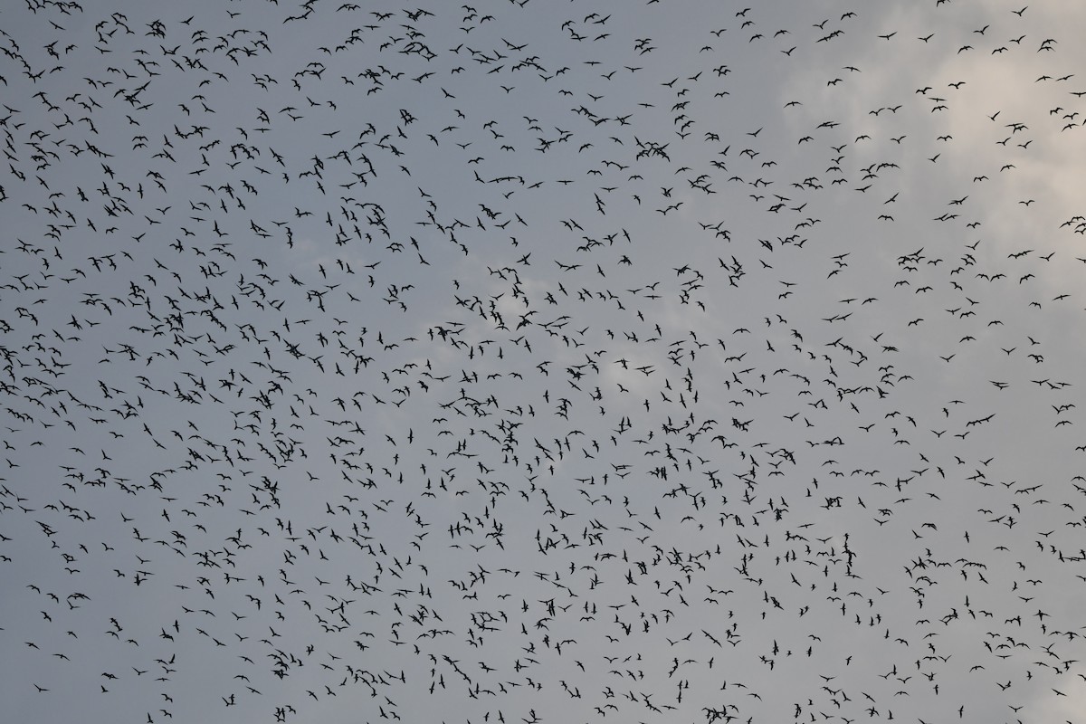 Franklin's Gull - ML643897559