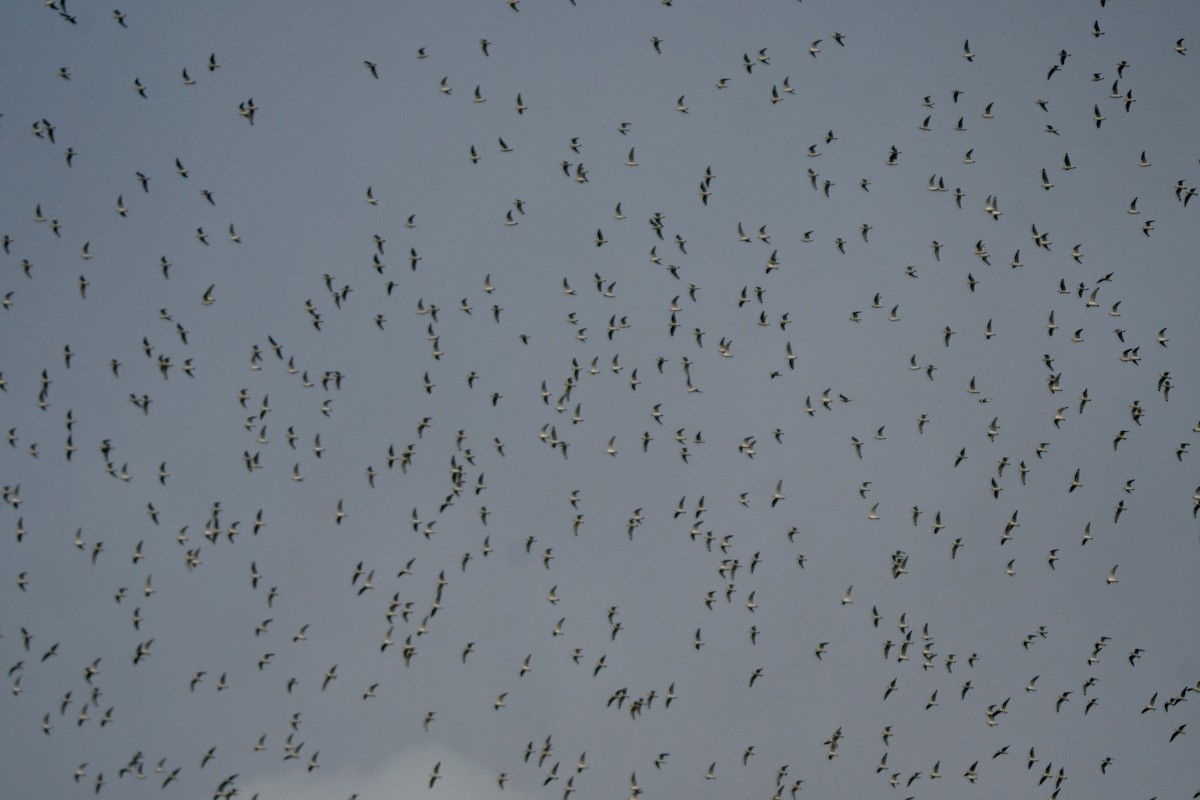 Franklin's Gull - ML643897560