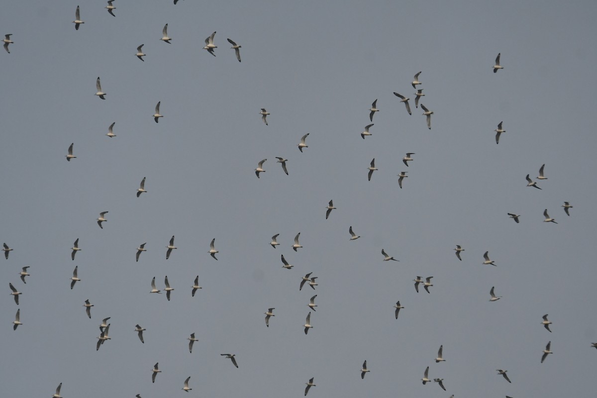 Franklin's Gull - ML643897561