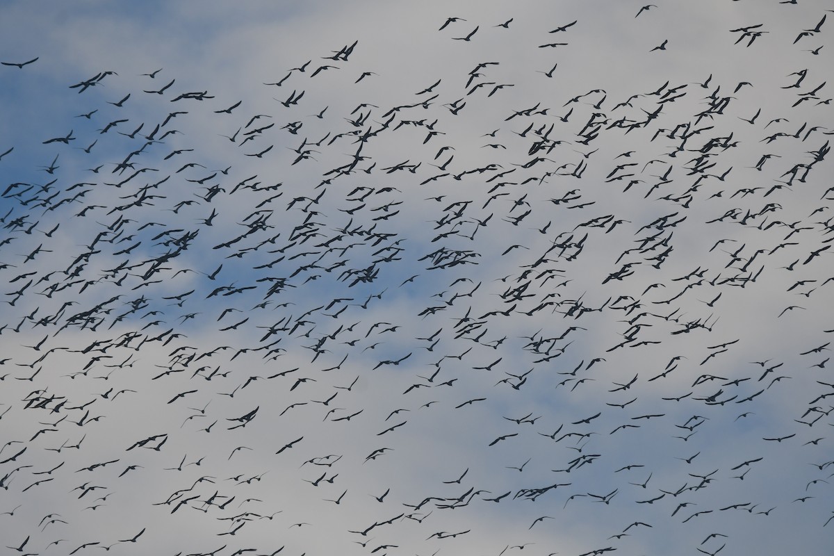 Franklin's Gull - ML643897562
