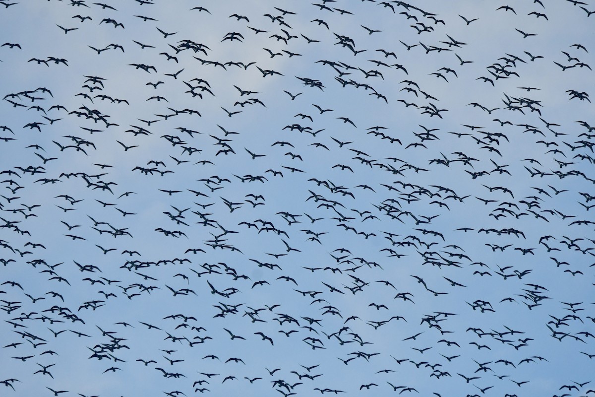 Franklin's Gull - ML643897563