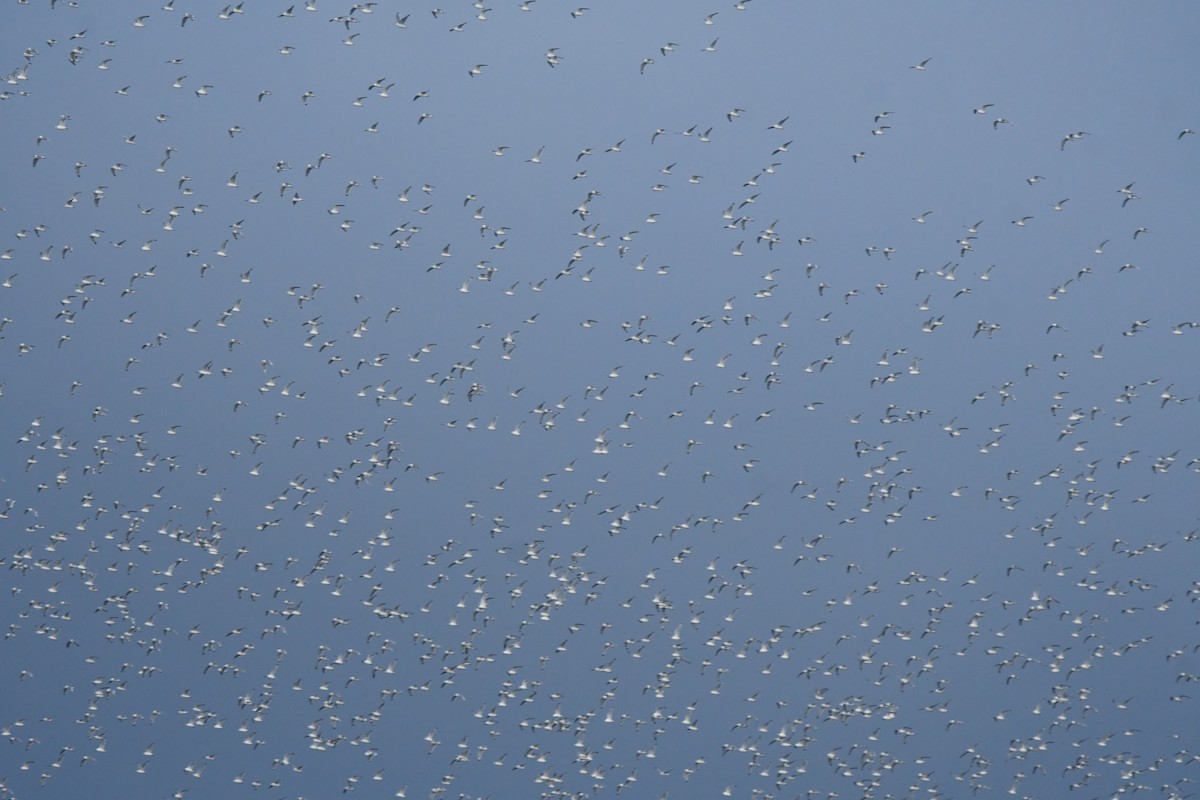 Franklin's Gull - ML643897564