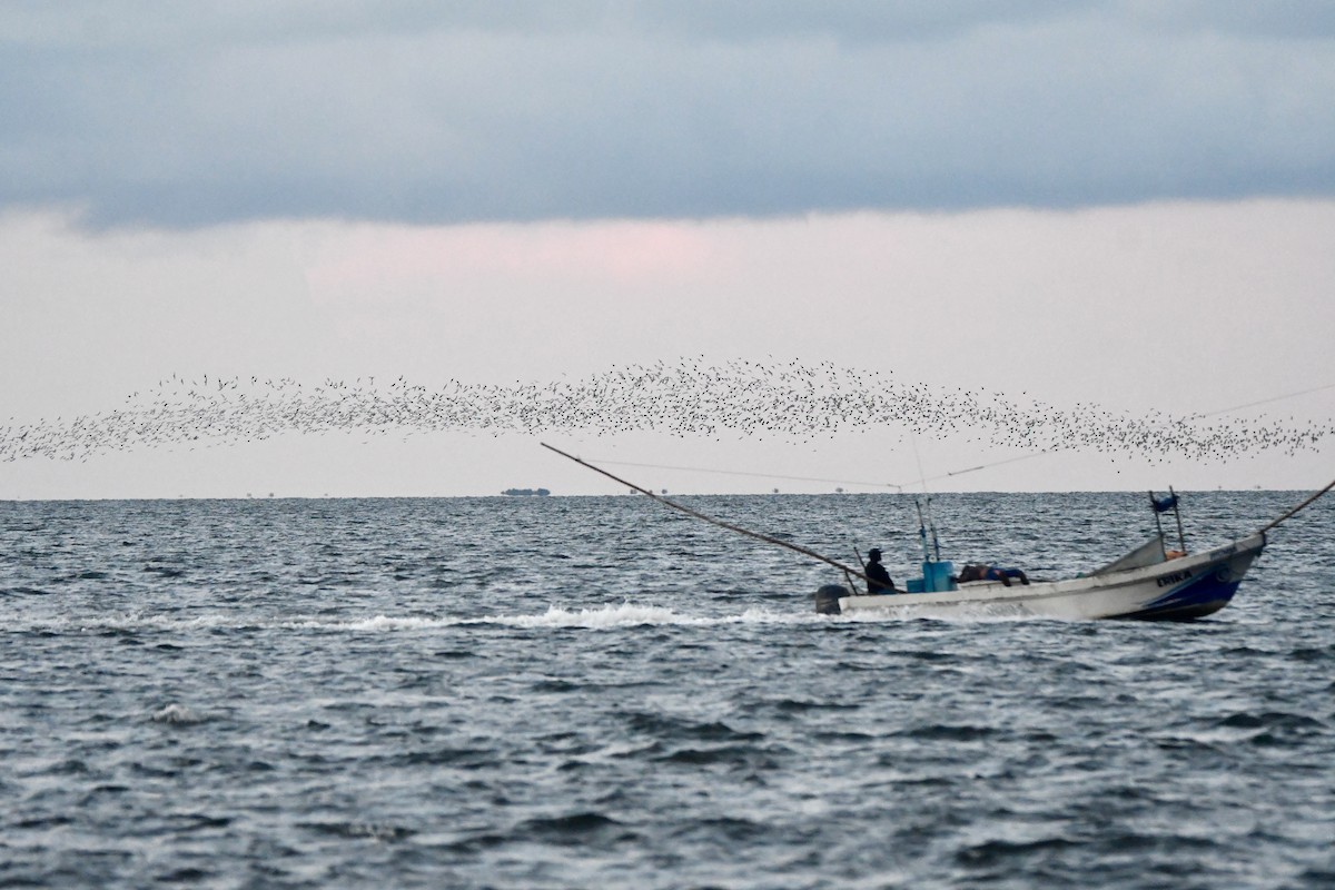 Franklin's Gull - ML643897565