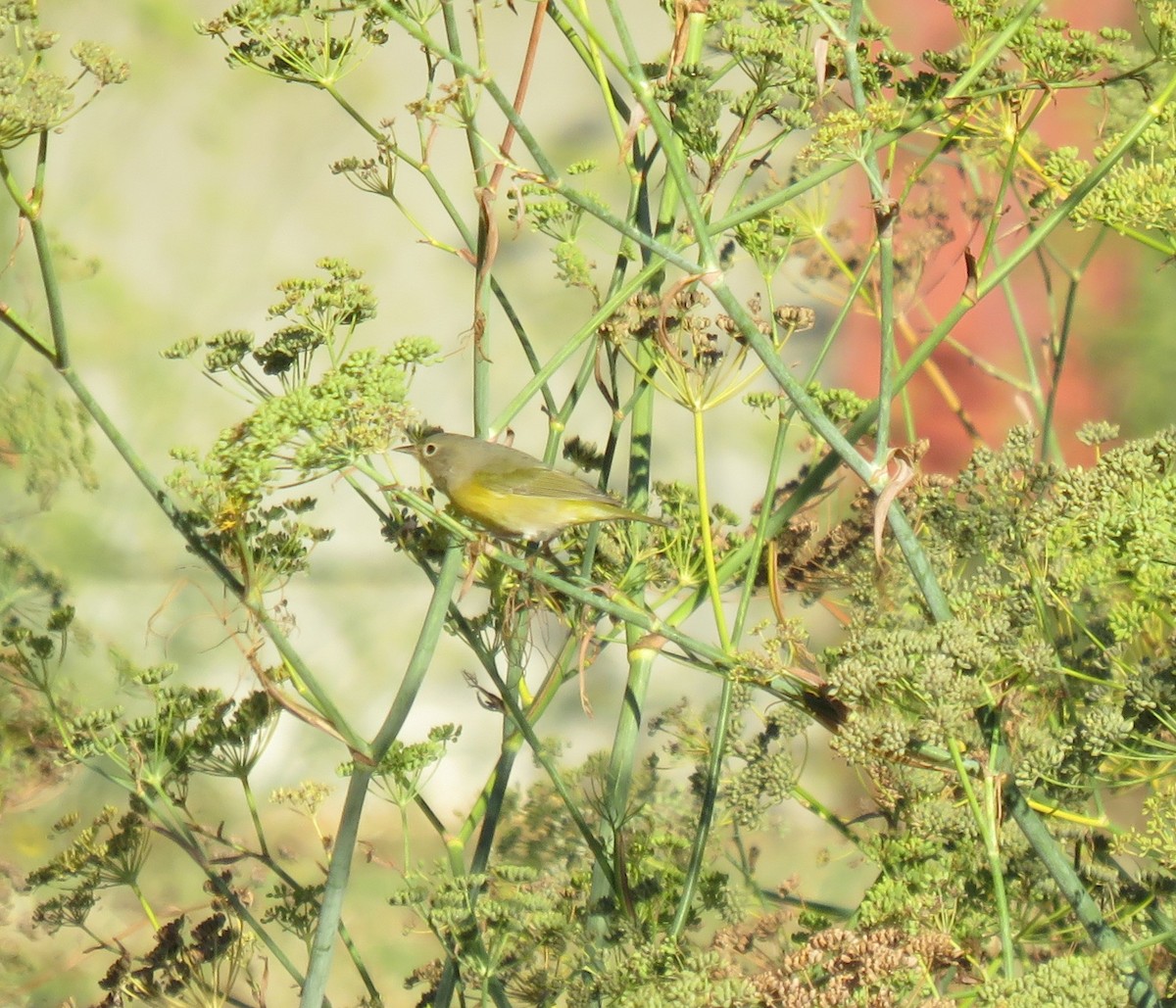 Nashville Warbler - ML643897582