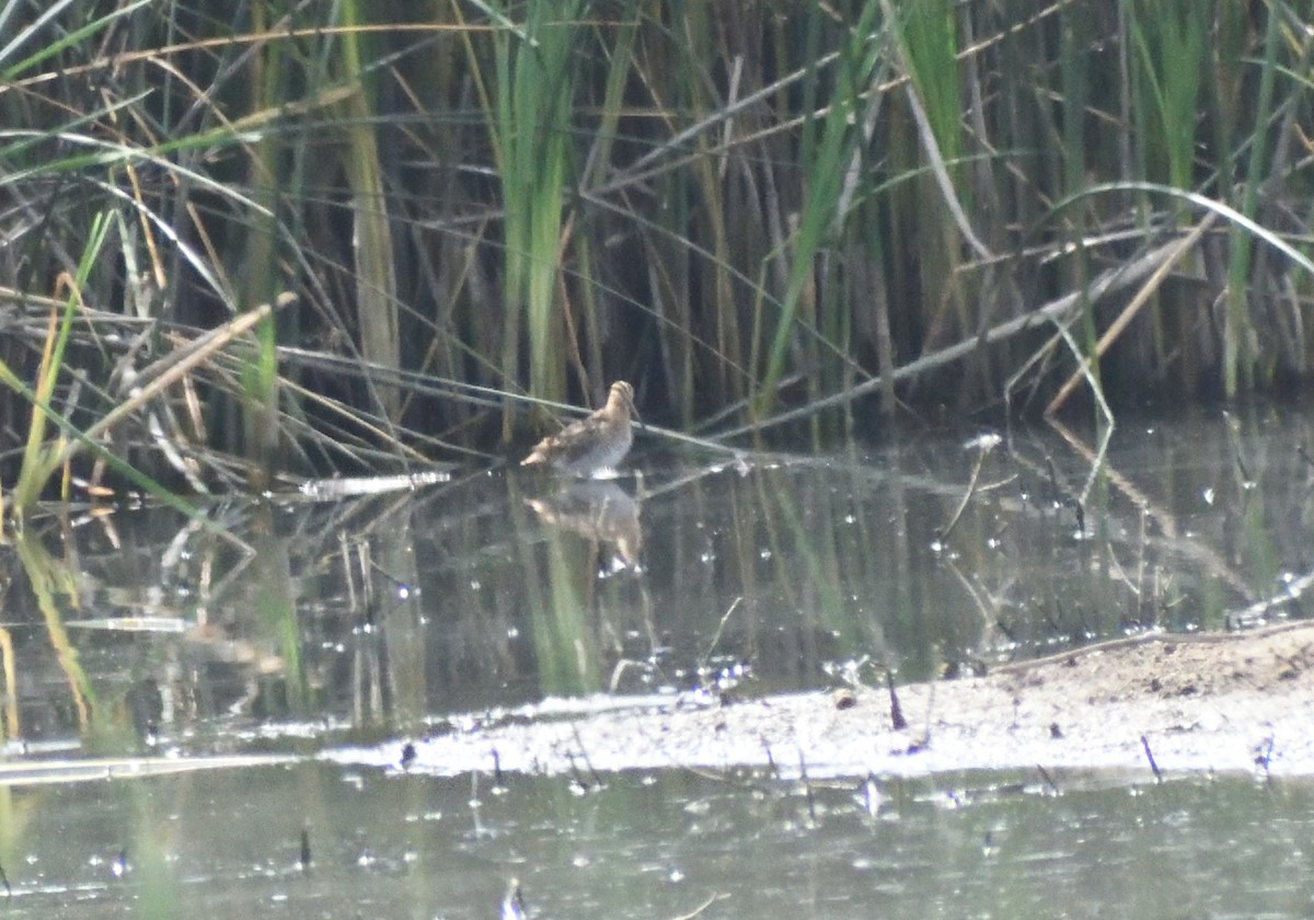 kanadabekkasin - ML643897584