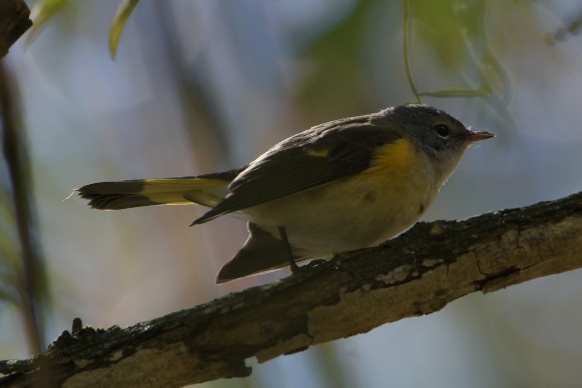 American Redstart - ML643897615