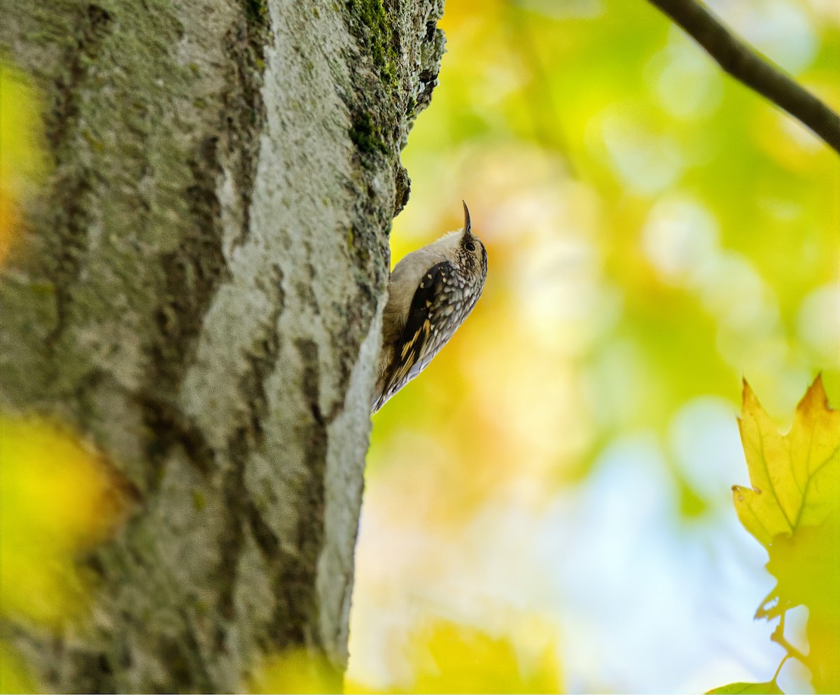 Brown Creeper - ML643897626
