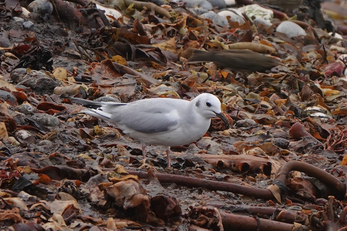 Bonaparte's Gull - ML643897627