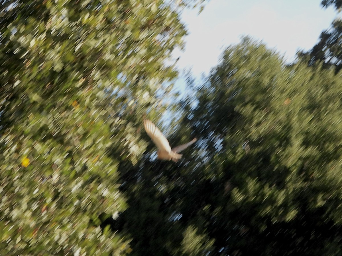 American Barn Owl - ML643897637