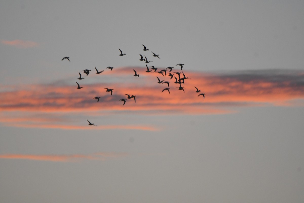 Blue-winged Teal - ML643897661