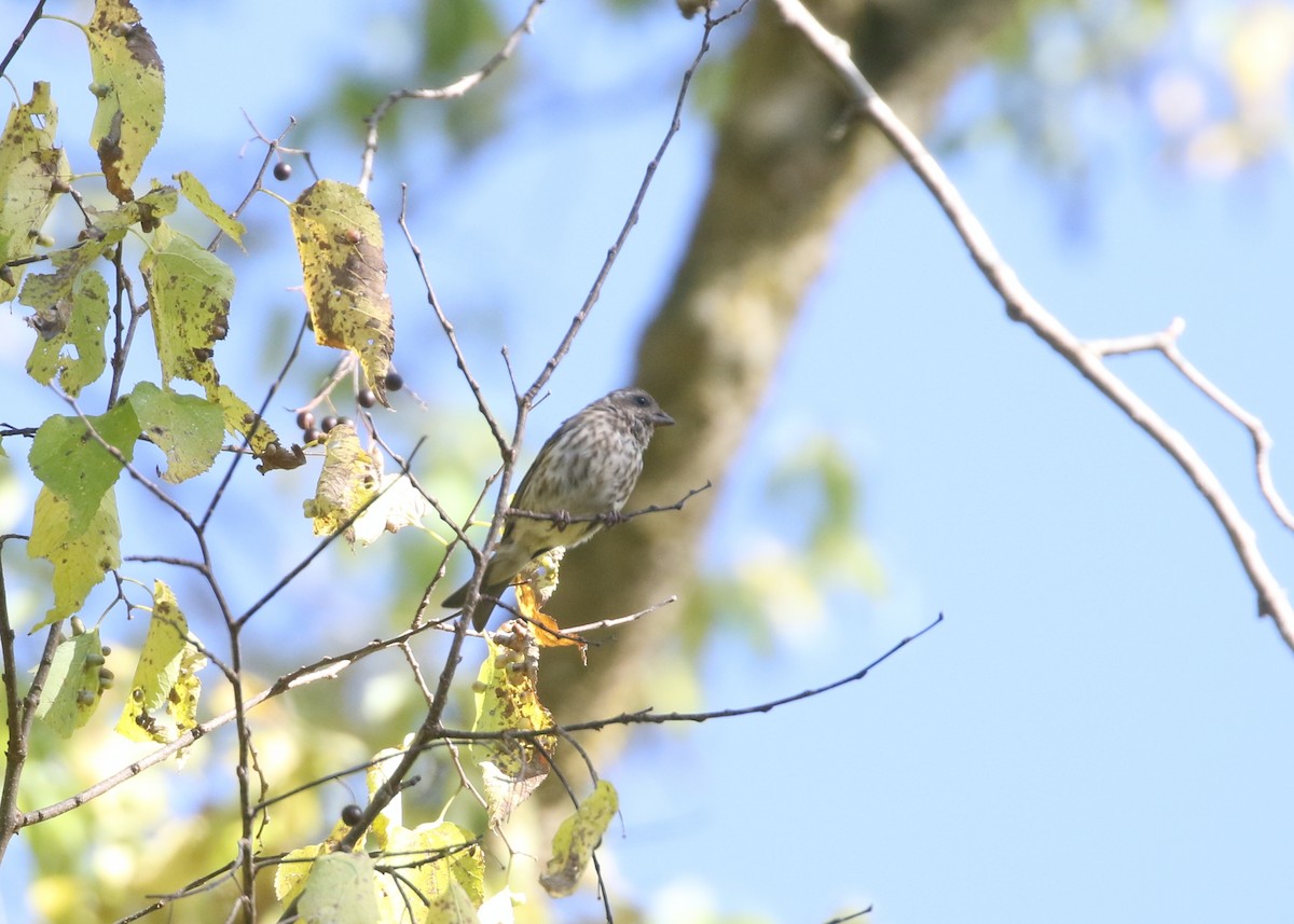 Purple Finch - ML643897681