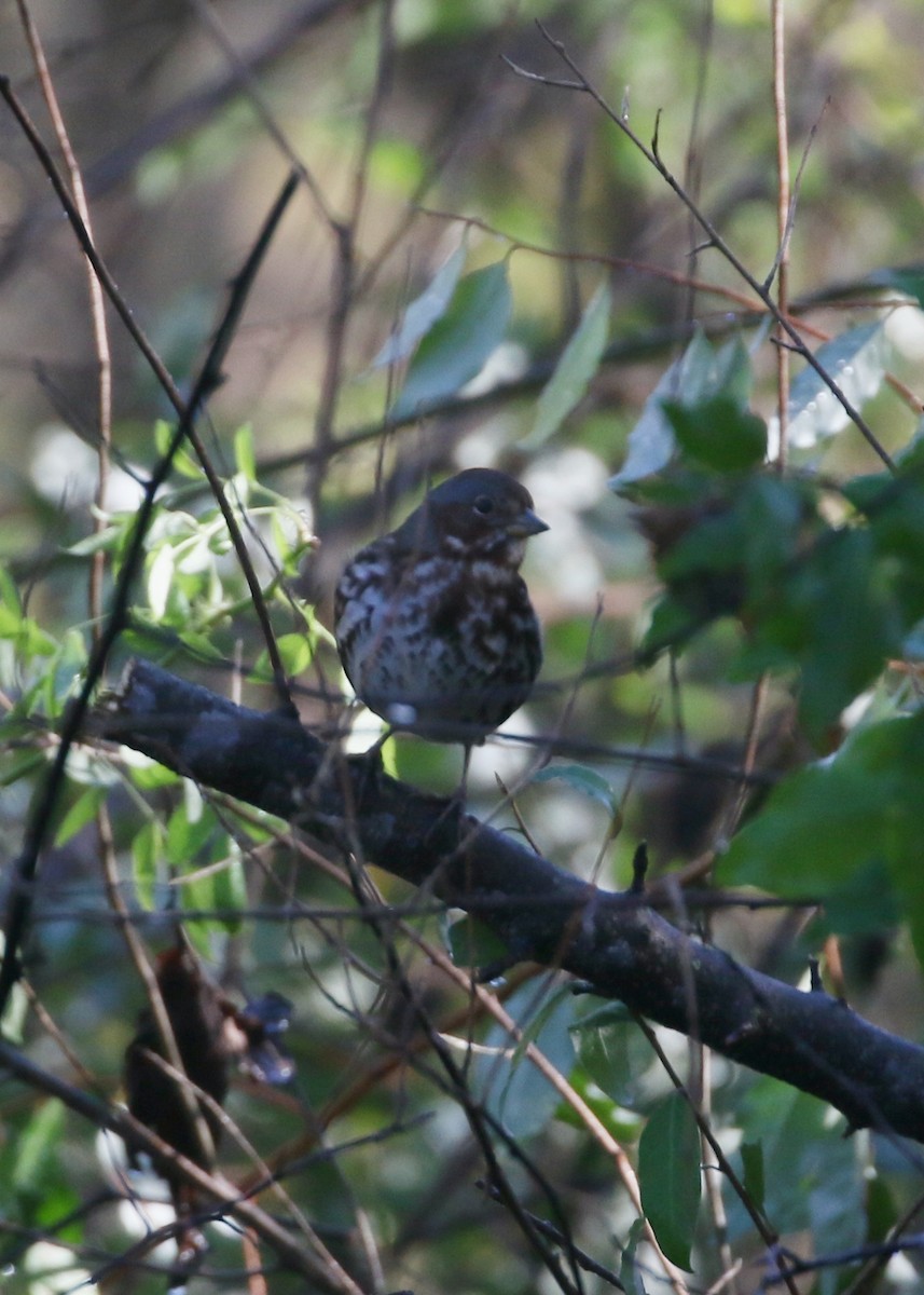 Fox Sparrow - ML643897704