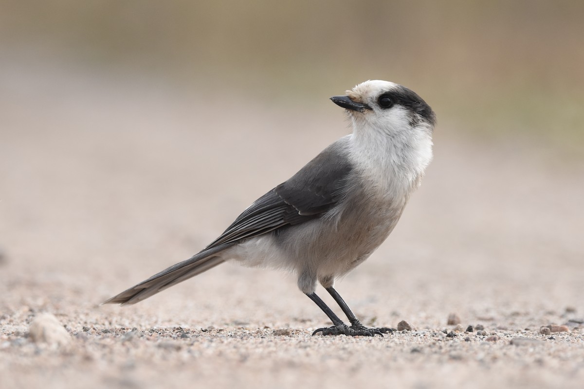 Canada Jay (Boreal) - ML643897710