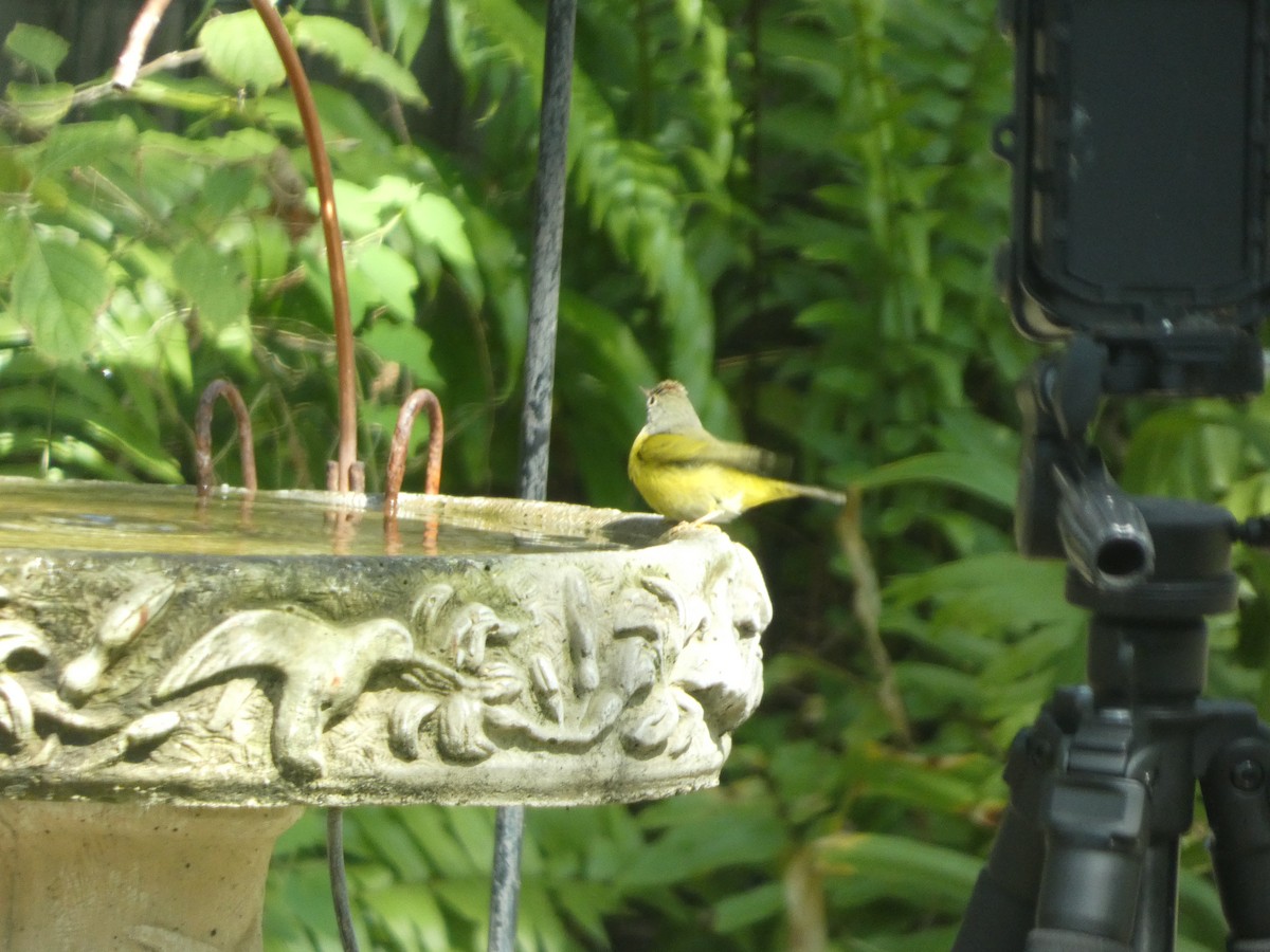 Nashville Warbler - ML643897717