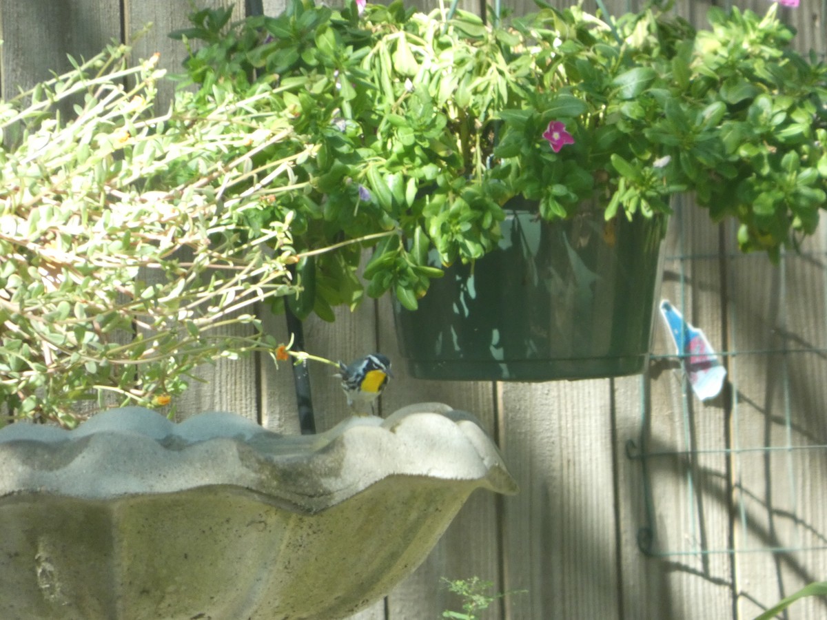 Yellow-throated Warbler - ML643897735