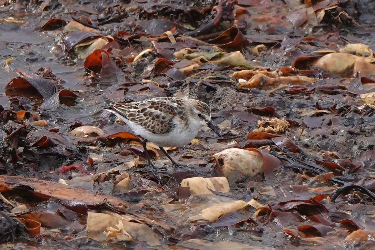 Little Stint - ML643897753