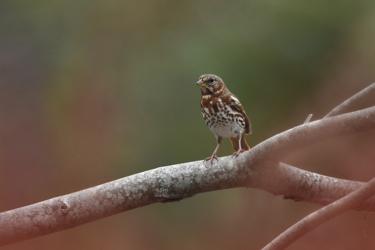 Fox Sparrow (Red) - ML643897759