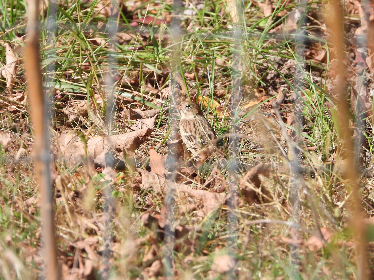 Field Sparrow - ML643897777