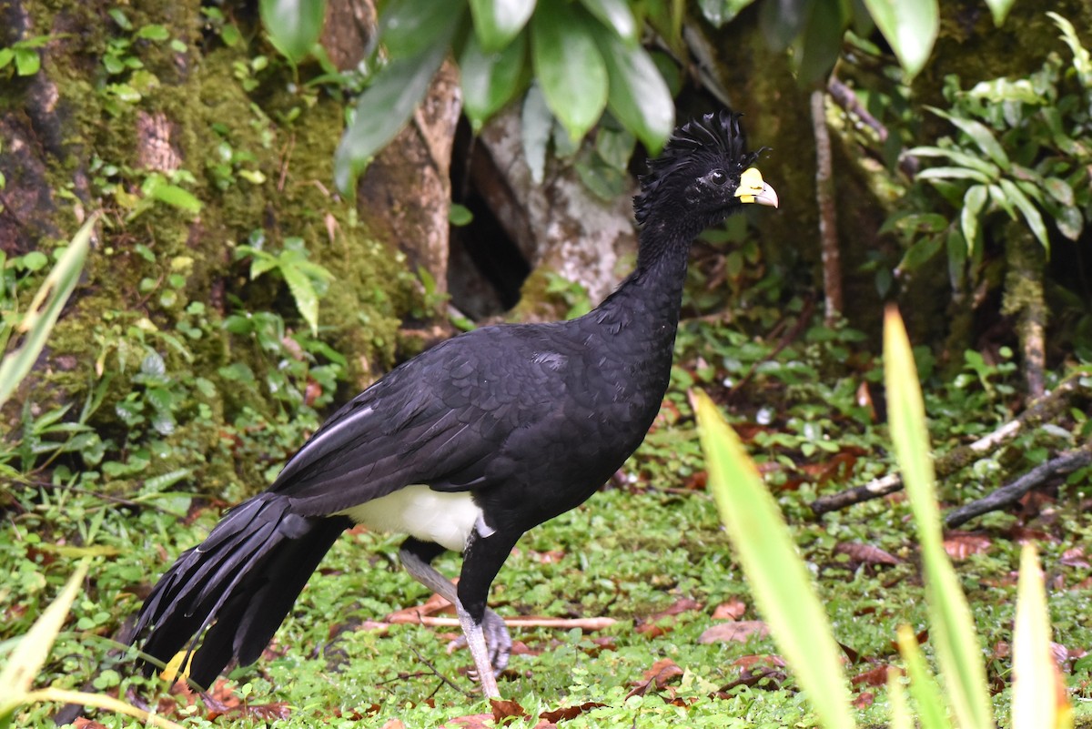 Кракс великий - ML643897778