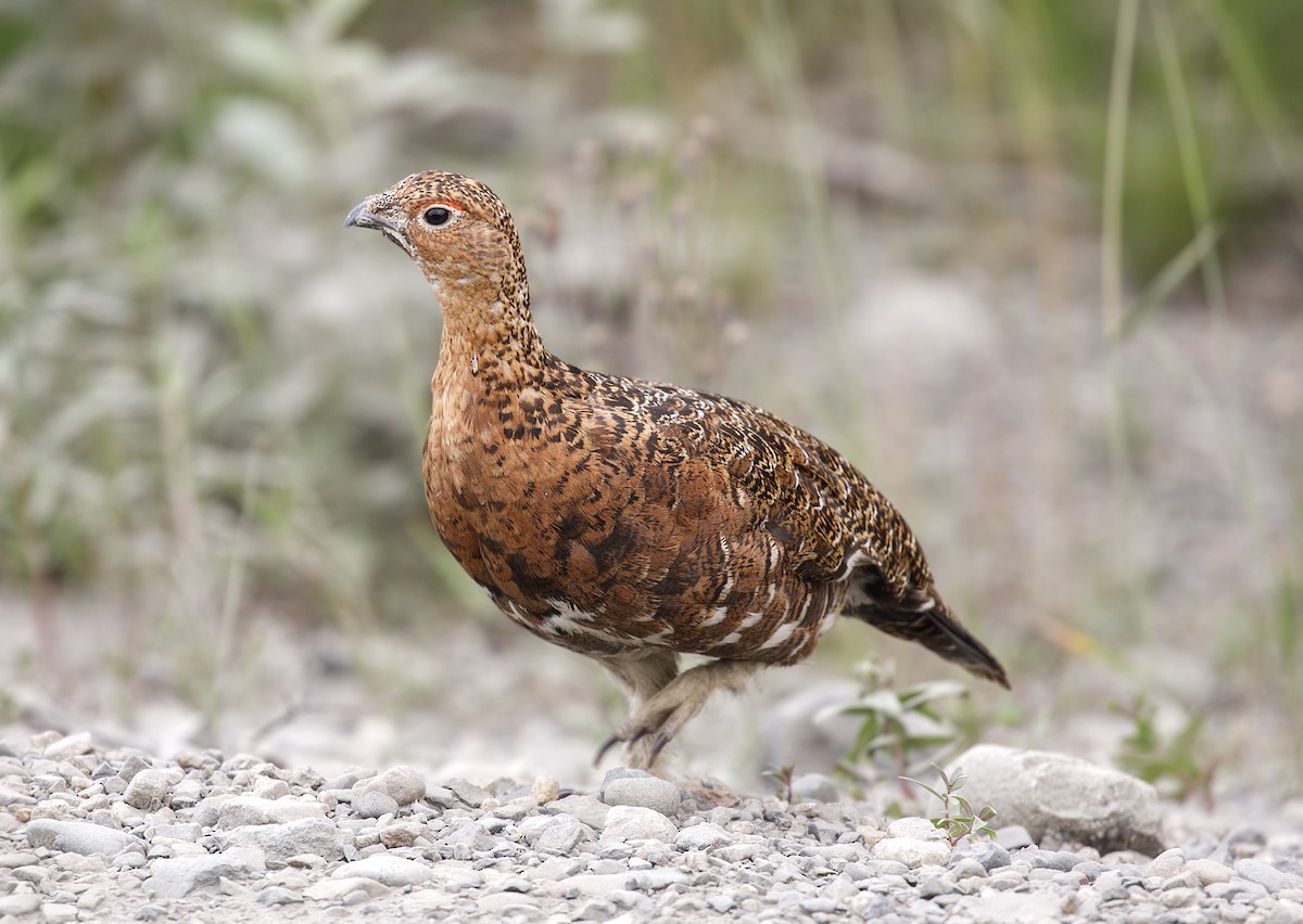 Willow Ptarmigan - ML643897779