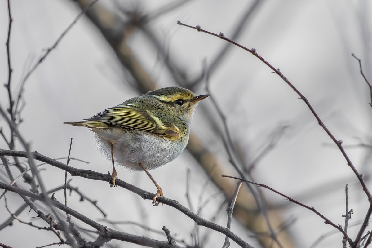 黃腰柳鶯 - ML643897783