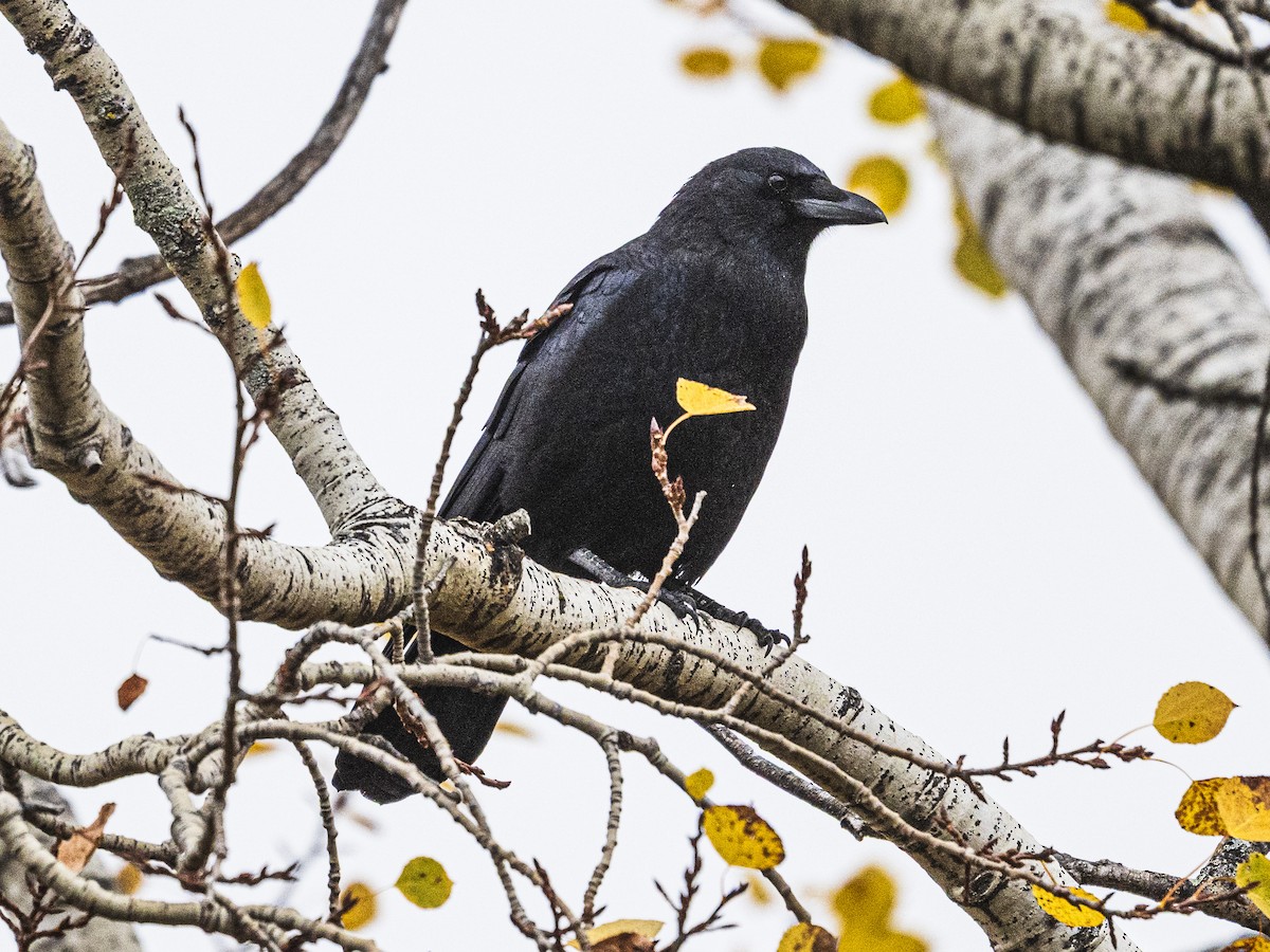 American Crow - ML643897798