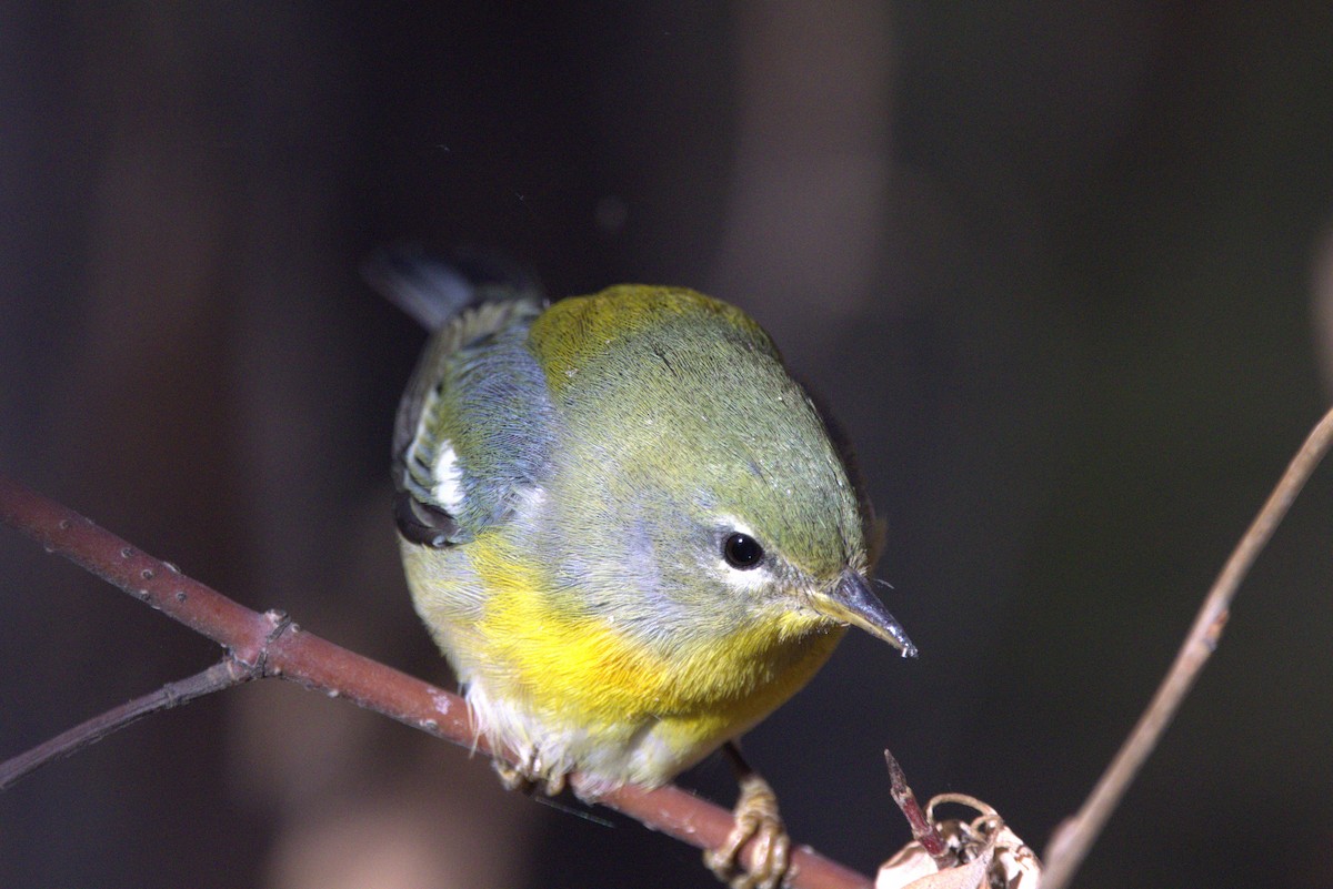 Northern Parula - ML643897820