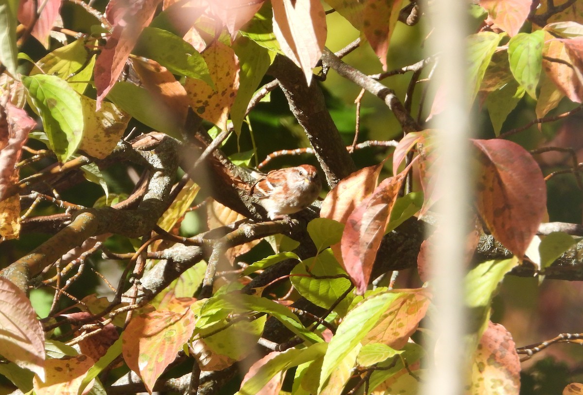 American Tree Sparrow - ML643897822