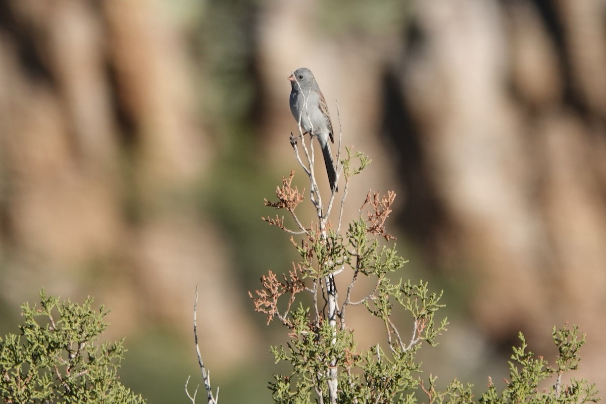 Black-chinned Sparrow - ML643897825