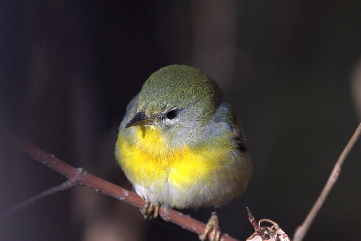 Northern Parula - ML643897826