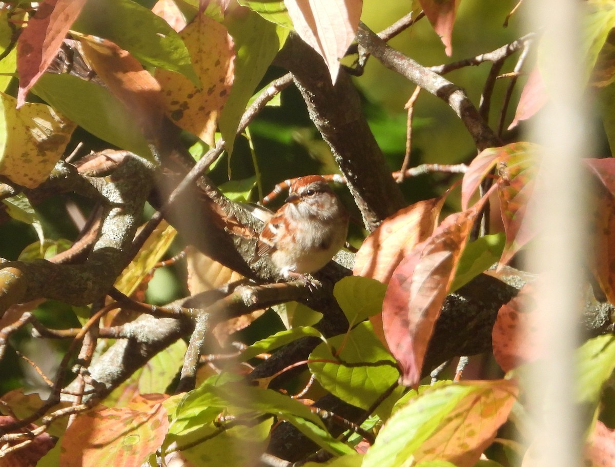 American Tree Sparrow - ML643897828