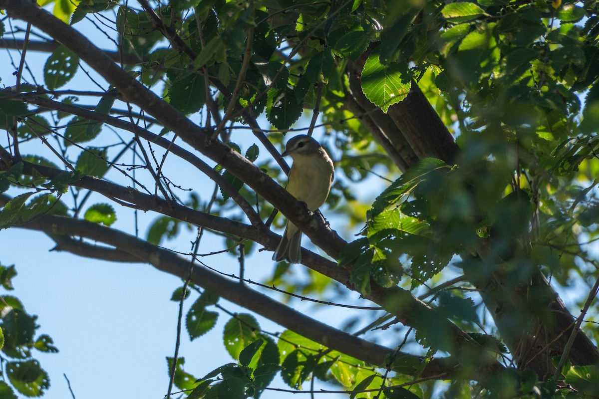 Philadelphia Vireo - ML643897837