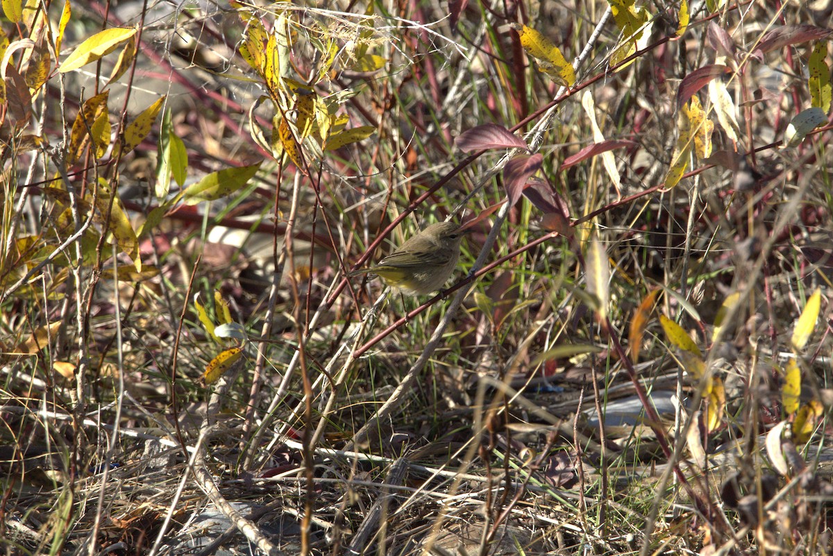 Palm Warbler - ML643897844