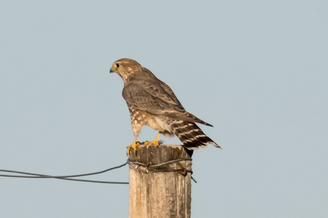 灰背隼(richardsonii) - ML643897845