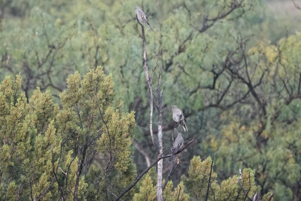 Townsend's Solitaire - ML643897847
