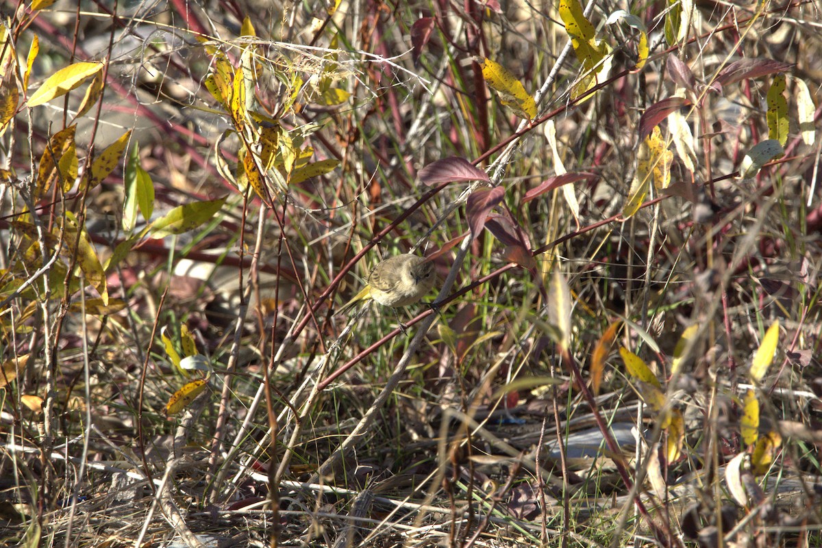 Palm Warbler - ML643897852