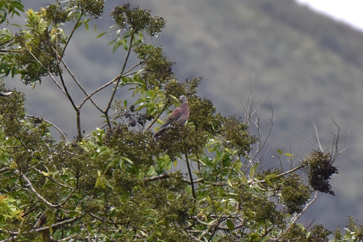 Pale-vented Pigeon - ML643897853